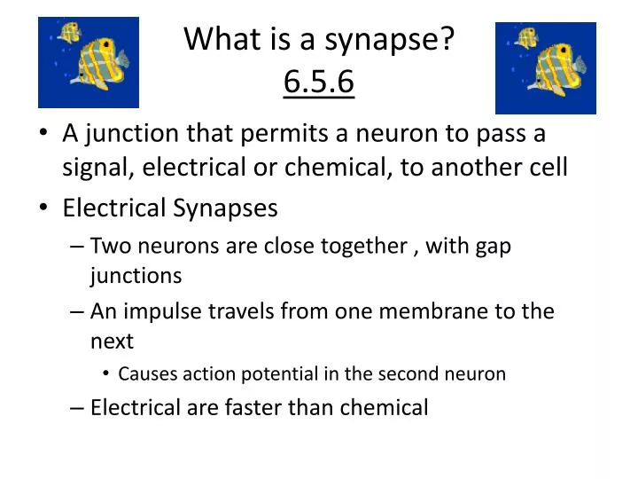 what is a synapse 6 5 6
