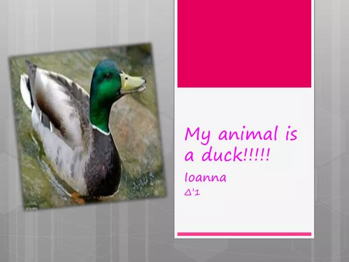 my animal is a duck