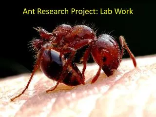 Ant Research Project: Lab Work