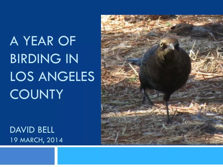 a year of birding in los angeles county david bell 19 march 2014