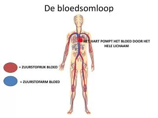 de bloedsomloop