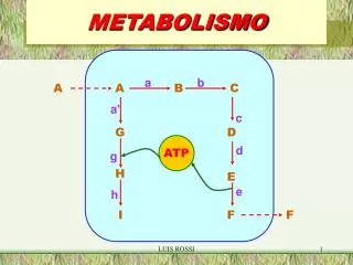 metabolismo