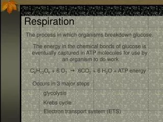 Respiration