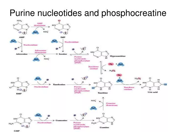 purine nucleotides and phosphocreatine