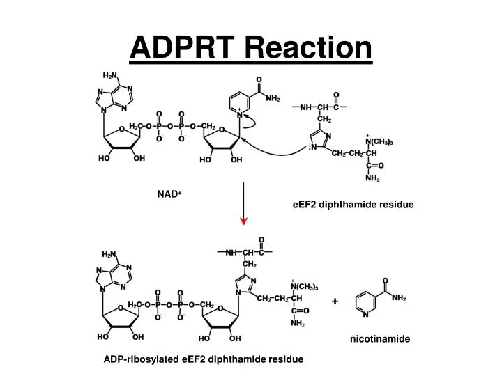 adprt reaction