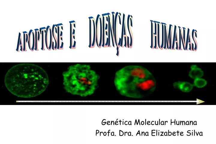 gen tica molecular humana profa dra ana elizabete silva