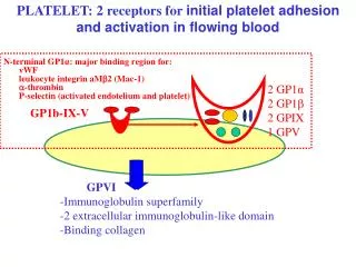 GP1b-IX-V