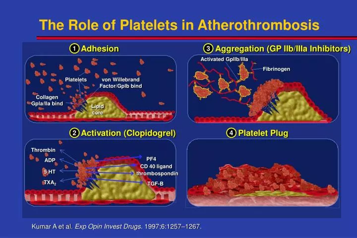 the role of platelets in atherothrombosis