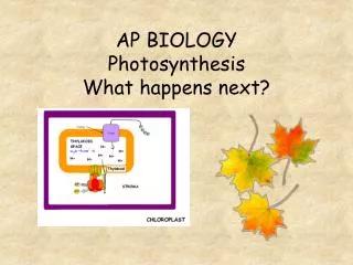 AP BIOLOGY Photosynthesis What happens next?