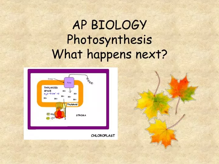 ap biology photosynthesis what happens next