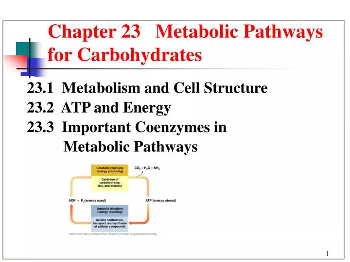 chapter 23 metabolic pathways for carbohydrates