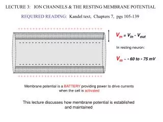 LECTURE 3: ION CHANNELS &amp; THE RESTING MEMBRANE POTENTIAL