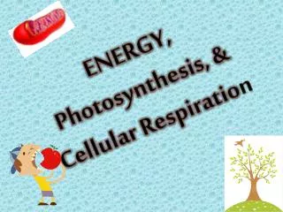 ENERGY, Photosynthesis, &amp; Cellular Respiratio n