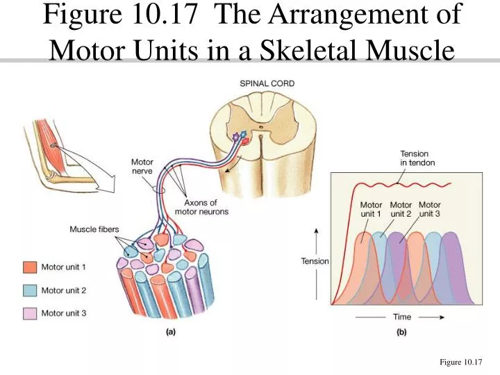 figure 10 17 the arrangement of motor units in a skeletal muscle