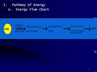 Pathway of Energy Energy Flow Chart