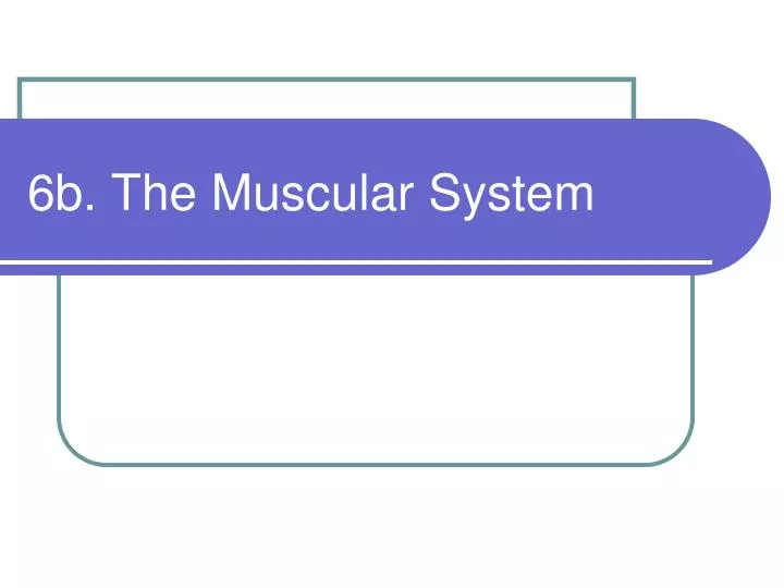 6b the muscular system