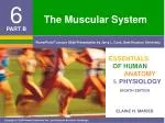 The Muscular System - slide 1