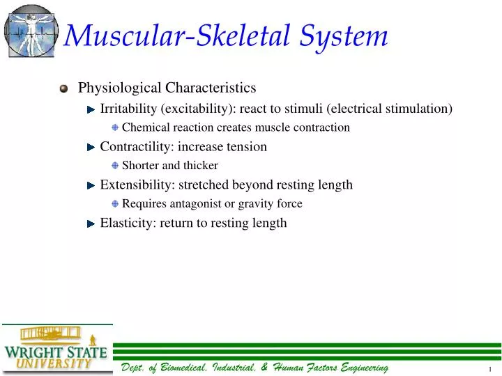 muscular skeletal system