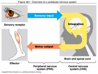 Figure 48.1 Overview of a vertebrate nervous system