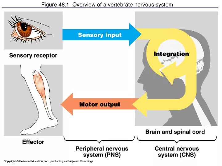 figure 48 1 overview of a vertebrate nervous system