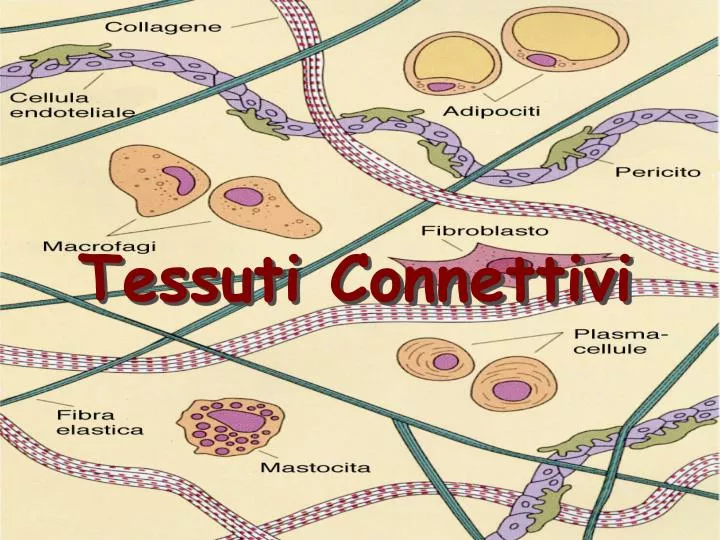 tessuti connettivi