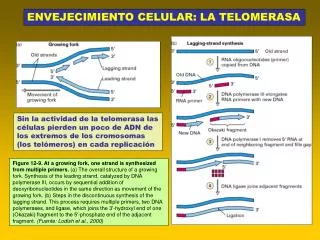 ENVEJECIMIENTO CELULAR: LA TELOMERASA