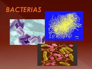 bacterias