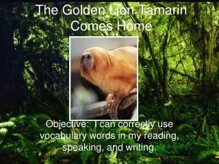 The Golden Lion Tamarin Comes Home