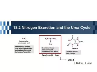 18.2 Nitrogen Excretion and the Urea Cycle