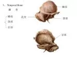 3 、 Temporal Bone 颞 骨 - slide 1