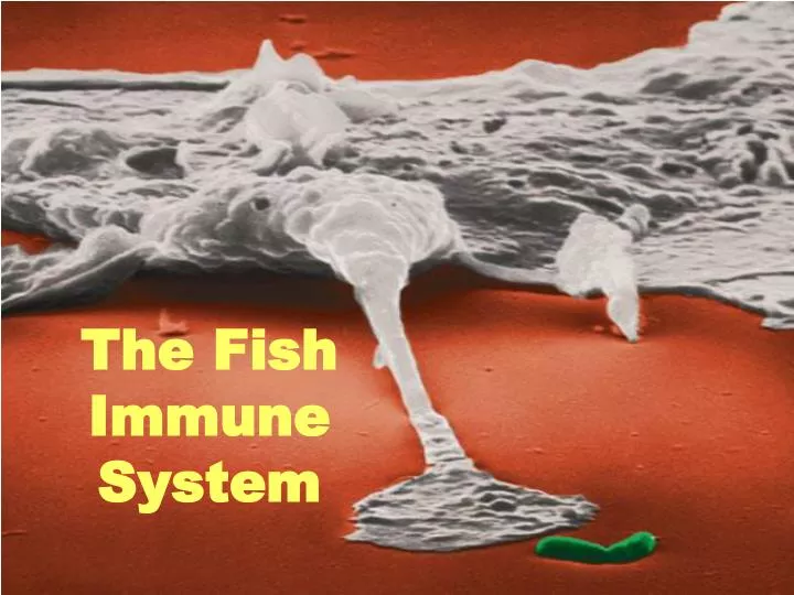 the fish immune system