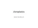 cloroplastos - slide 1