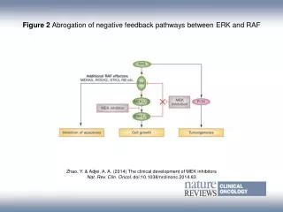 Figure 2 Abrogation of negative feedback pathways between ERK and RAF
