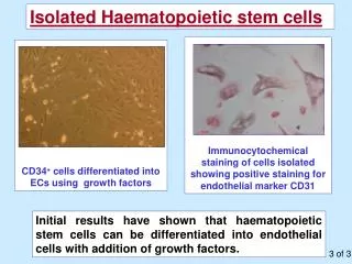 CD34 + cells differentiated into ECs using growth factors