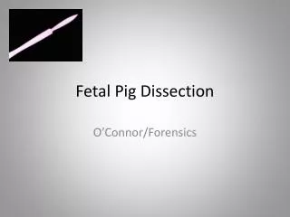 Fetal Pig Dissection