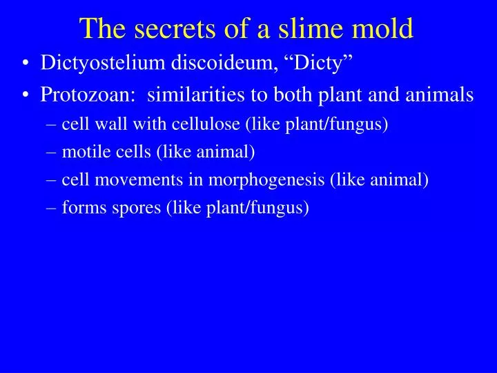 the secrets of a slime mold