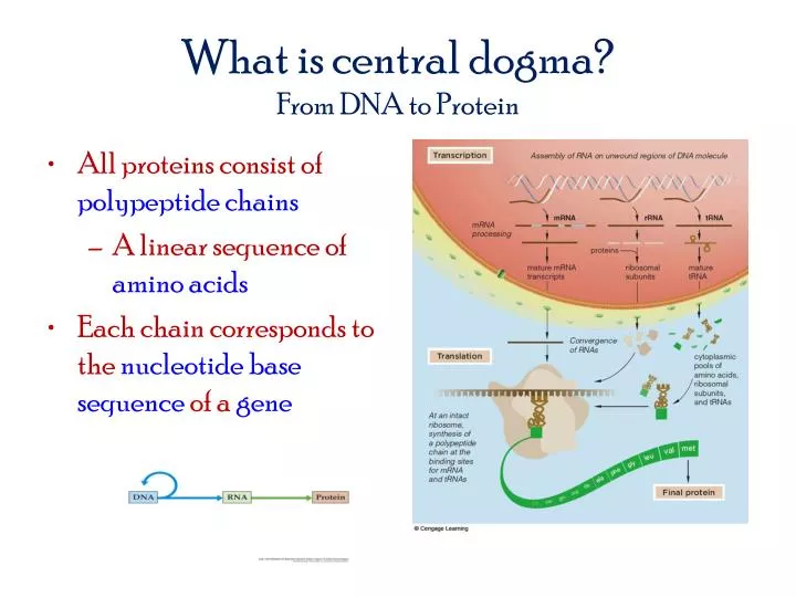 what is central dogma from dna to protein