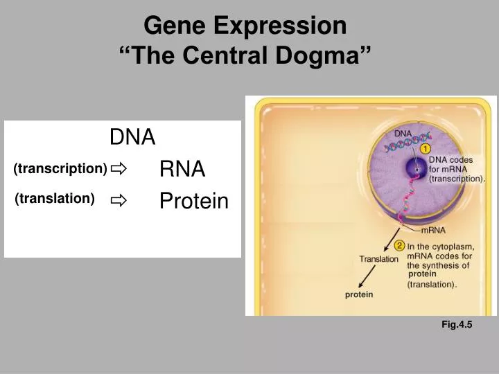 gene expression the central dogma
