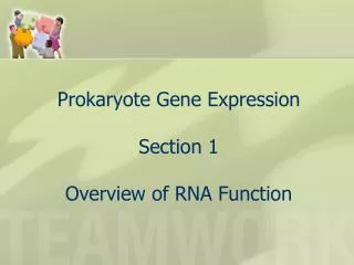 Prokaryote Gene Expression Section 1 Overview of RNA Function