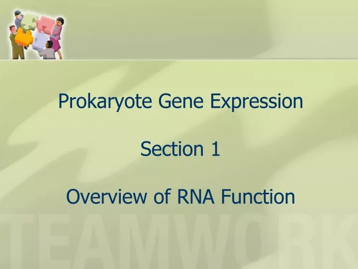 prokaryote gene expression section 1 overview of rna function