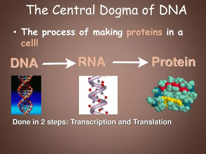 the central dogma of dna