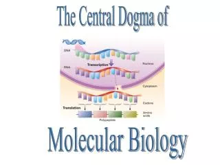 The Central Dogma of
