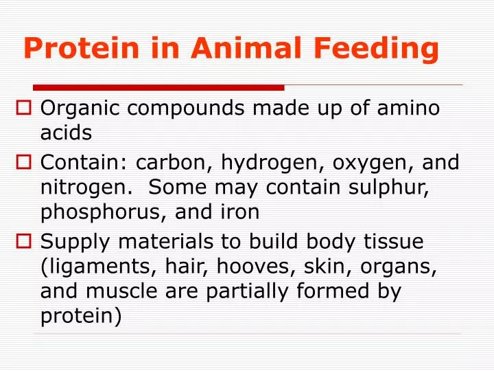 protein in animal feeding