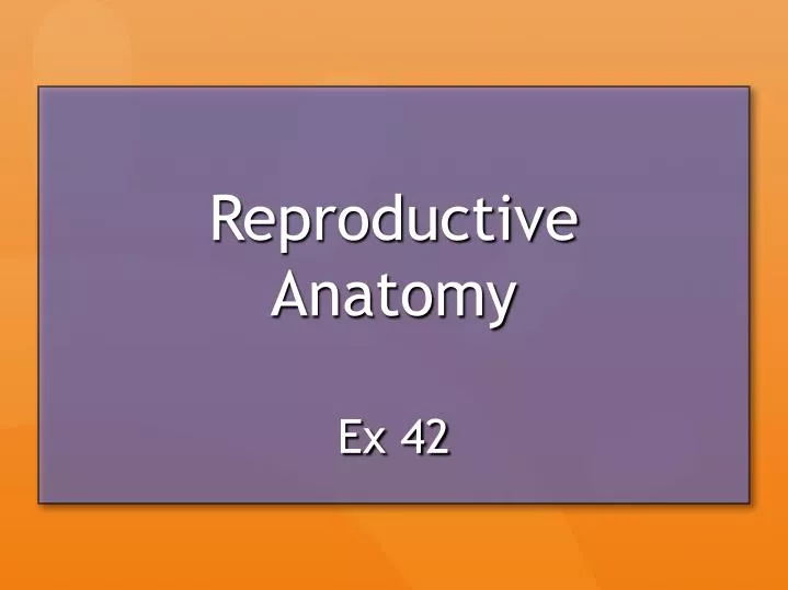reproductive anatomy