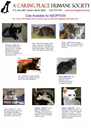 Cats Available for ADOPTION