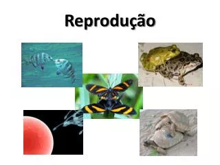 reprodu o