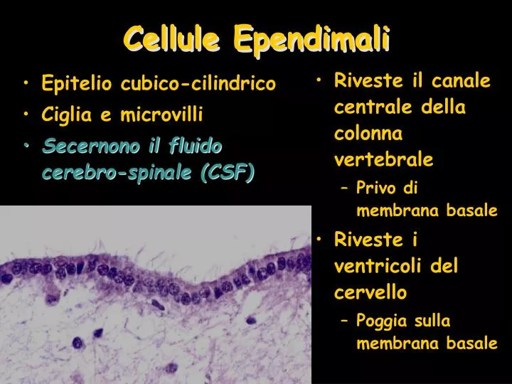 cellule ependimali