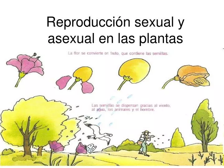 reproducci n sexual y asexual en las plantas