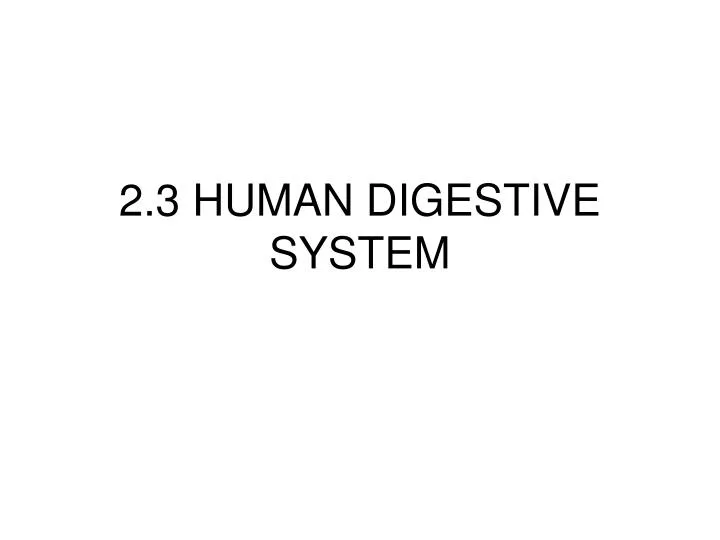 2 3 human digestive system