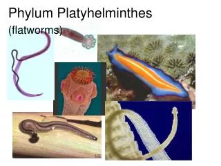 Phylum Platyhelminthes (flatworms)